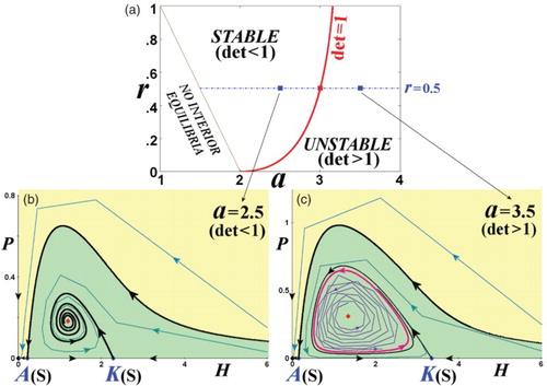 Figure 5. Phase-space portraits with stable and unstable interior equilibrium. (a) The parameter space (a,r) is plotted (similar to Figure 4(a)) for Href=1/(sγ)=1 ( s = 0.5,γ = 2). On the line r = 0.5, we pick (b) a = 2.5 and (c) a = 3.5 corresponding to detJF(HI*,PI*)<1 and detJF(HI*,PI*)>1, and plot the phase-space portraits that are characterized by a stable and an unstable interior equilibrium, respectively. The unstable interior equilibrium is surrounded by an invariant loop (red closed curve). (Yellow: extinction region; green: coexistence region.)
