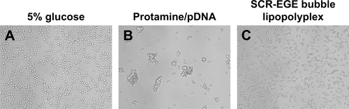 Figure S1 Evaluation of erythrocyte aggregation.Note: A 5% glucose solution (A), protamine/pDNA complexes (B), and SCR-EGE bubble lipopolyplexes (C) were added to murine erythrocytes. Each erythrocyte suspension was observed at a magnification of 200×.Abbreviations: EGE, echo gas encapsulation; pDNA, plasmid DNA; SCR, surface charge regulation; SCR-EGE, SCR-based EGE.