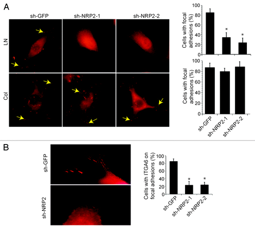 Figure 1. Neuropilin-2 regulates the localization of the α6β1 integrin in focal adhesions. (A) Breast carcinoma cells (MDA-MB-435) in which NRP2 expression was depleted using shRNAs (shGFP, shNRP2–1 and shNRP2–2) were plated on laminin or collagen and stained with a p-FAK (Y397) Ab. The percentage of cells with focal adhesions (indicated by arrows) was quantified as shown in the bar graph. (B) MDA-MB-435 transfectants (shGFP, shNRP2–1 or shNRP2–2) were used to localize α6β1 by immunofluorescence microscopy using an α6-specific Ab. The number of cells with discrete localization of α6β1 integrin in focal adhesions was counted and plotted as a percentage of total cells. Note that loss of NRP2 expression reduces the number of focal adhesions formed on laminin significantly and the localization of α6β1 in focal adhesions. These effects were not seen in cells adherent to collagen. For details see Goel et al.Citation18