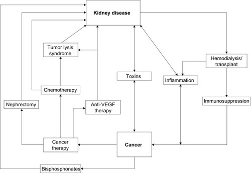Figure 1 The reciprocal relationship between cancer and kidney disease.
