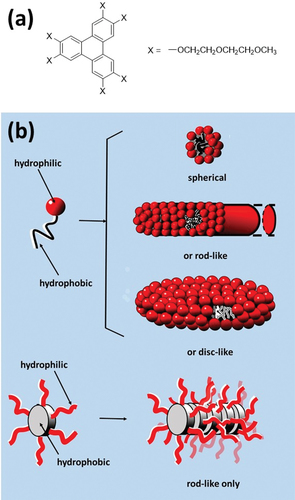 Figure 3. (Colour online) (a) the molecular formula of TP6EO2M (b) the contrast between the types of aggregate that can be formed in water by an amphiphile with a flexible hydrophobic alkyl chain and one (like TP6EO2M) that has a rigid hydrophobic aryl core. For the first three aggregates a few molecules have been removed from part of the surface to reveal the hydrophobic core.