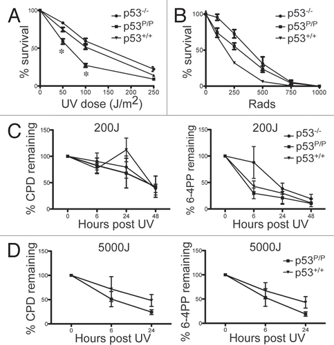 Figure 3 p53R172P MEFs are specifically hypersensitive to UVR but not IR irradiation. (A) Growth curves of p53+/+, p53P/P and p53−/− MEFs after different doses of UVB. (B) Growth curves after different doses of IR. Survival is determined by the percentage of viable cells at each treated dose over the total viable cells in untreated conditions. Representative results are presented; each experiment was repeated independently more than 5 times. Data are the mean ± SEM, *indicates p < 0.001 vs. wild-type. (C) DNA was extracted from MEFs 0, 6, 24 and 48 h post UVB exposure (200 J/m2). Photoproducts were measured by RIA using antibodies specific for CPDs or (6-4) photoproducts (6-4 PP). Representative results are presented; each experiment was repeated independently more than 3 times. (D) DNA from dorsal skin of mice 0, 6 and 24 h post UVB exposure (5 kJ/m2); photoproducts were measured as described above. N = 5 mice per time point.