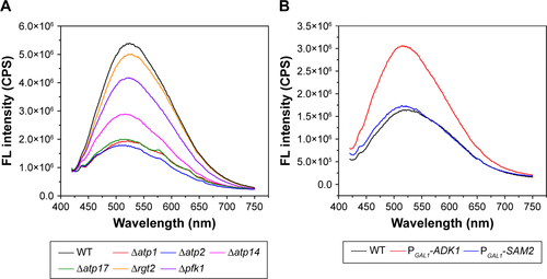 Figure S11 Emission spectrums of the corresponding strains used in the present work cultured in YPGlu (A) or YPGal (B) medium.Abbreviations: CPS, counts per second; FL, fluorescence; WT, wild-type.
