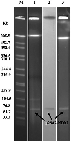 Figure 1 S1-PFGE pattern for strain ECO2947 and southern blotting for the blaNDM-5 gene. Lanes: Marker, Salmonella serotype Braenderup strain H9812 as the size standard; 1, PFGE result for S1-digested plasmid DNA of strain ECO2947; 2, Southern blotting with the probe specific to blaNDM-5; 3, PFGE patterns for S1-digested plasmid DNA of E. coli transconjugants J53.