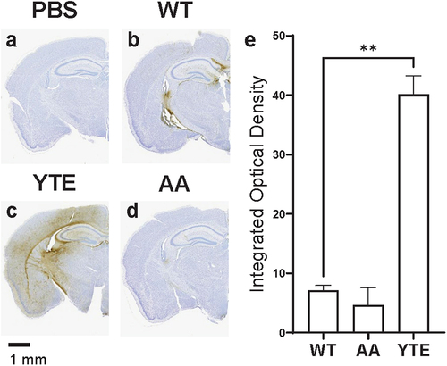 Figure 1. YTE variant increases distribution of O4 antibodies into mouse brain. Representative images of brains dissected from WT CD-1 mice 48 hours after administration with (a) PBS, (b) O4-WT hIgG1, (c) O4-YTE hIgG1, or (d) O4-AA hIgG1 test articles and immunostained for human IgGκ chain. Immunoreactivity appears as brown diaminobenzidine (DAB) deposits. Scale bar shows 1 mm. (e) Quantification of immunostaining in brains from groups represented in panels b-d. Four matching sections along the rostral-caudal axis were selected and quantified for each of two animals per group. Error bars represent SEM. Statistical analysis was calculated using an ordinary one-way ANOVA with Dunnett’s multiple comparisons test. **, p < 0.01.
