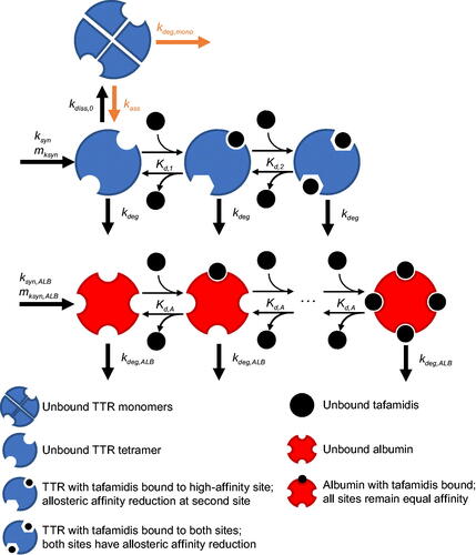 Figure 1. Schematic of plasma TTR and albumin concentration–time models.