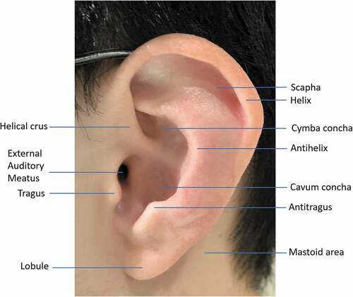 Figure 4. Anatomy of the outer ear.