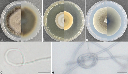 Figure 3. Setophaeosphaeria panlongensis (ex-holotype). (a) Culture on PDA. (b) Culture on MEA. (c) Culture on SNA. (d,e) Constricting ring. Scale bars: d – e = 10 μm.