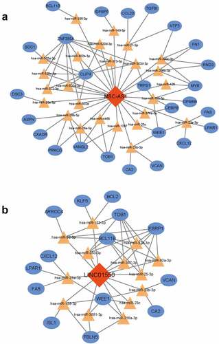 Figure 6. Conduction of key ceRNA sub-network. (a) MSC-AS1-associated ceRNA sub-network. (b) the LINC01550-associated ceRNA sub-network. Red diamonds indicated lncRNAs, yellow triangles indicated miRNAs and blue rectangles indicated mRNAs. Gray edges indicated the lncRNA-miRNA-mRNA interactions