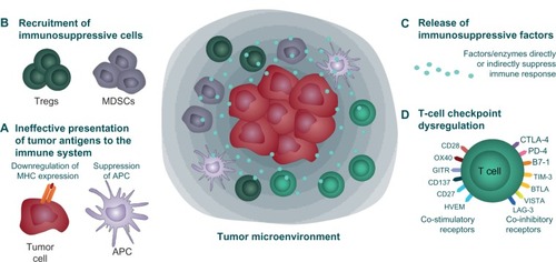 Figure 1 Immune evasion or immunosuppressive strategies used by tumor cells.Notes: Tumors use numerous strategies to evade immune responses.Citation18–Citation23 (A) Cancer cells can downregulate expression of MHC molecules that present tumor antigens to T-cells, and suppress tumor antigen presentation by professional APC, thereby avoiding recognition by T-cells. (B) Tumors create an immunosuppressive environment by recruitment and retention of suppressive Tregs and MDSCs, or (C) by secretion of immune-regulating or suppressive cytokines (IL-4, IL-5, IL-6, IL-10, and IL-13 and transforming growth factor-beta) and mediators (prostaglandins, indoleamine 2,3-dioxygenase. (D) Dysregulation of T-cell checkpoint pathways, including expression of PD-L1 by tumors, sends negative signals to tumor-specific T cells, causing T cell inactivation.Abbreviations: APC, antigen-presenting cells; IL, interleukin; MDSCs, myeloid-derived suppressor cells; MHC, major histocompatibility complex; Tregs, T-regulatory cells.
