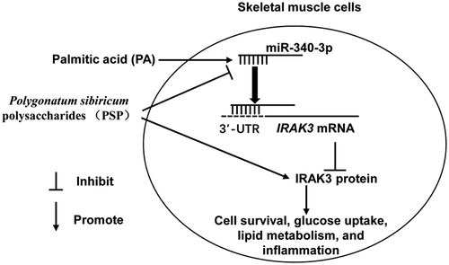 Figure 7. Illustration of mechanistic action of PSP in L6 skeletal muscle cells. PA stimulation significantly suppressed cell survival and glucose uptake while increased lipid accumulation and inflammation in L6 myotubes. PSP improve the PA effect in skeletal muscle cells by inhibiting miR-340-3p/IRAK3 axis