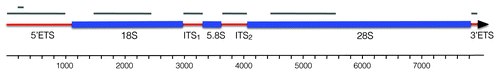 Figure 1. Structure of the Spisula 45S rRNA cassette. Red segments represent transcribed spacer regions, blue segments correspond with mature rRNA subunits. Length of the 45S cassette is indicated in the scale bar, below. Gray bars at the top of the diagram indicate riboprobe target domains for the in situ hybridizations shown in Figures 2 and 4. Note that the 5′-ETS was targeted with two probes, one of approximately 1,000 nt, and one of 101 nt. The full nucleotide sequence of the Spisula 45S cassette is available under GenBank accession JN196041.