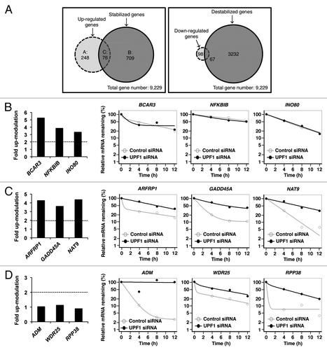 Figure 3. Steady-state abundance and decay rates of 9,229 transcripts. Transcripts were identified by expression profiling of UPF1-depleted cells by RNA-seq and by RNA stability in UPF1-depleted cells by BRIC-seq. (A) (Left) Venn diagram of overlap between mRNAs that are over 2-fold upregulated in response to UPF1 depletion (left dashed circle) and mRNAs that are over 2-fold stabilized in UPF1 knockdown (right circle). The overlap between the circles was categorized as Group C (76 transcripts), indicating upregulated, stabilized mRNAs in UPF1-depleted cells. Group A (248 transcripts) represents the over 2-fold upregulated, non-stabilized mRNAs in UPF1-depleted cells. Group B (709 transcripts) represents over 2-fold stabilized, not upregulated mRNAs in UPF1 knockdown cells. (Right) Venn diagram of the overlap between mRNAs that are over 2-fold downregulated in response to UPF1 depletion (left dashed circle) and mRNAs that are over 2-fold destabilized in UPF1 knockdown (right circle). The overlap between the circles (67 transcripts) indicates downregulated and destabilized mRNAs in UPF1-depleted cells. The left circle (98 transcripts) represents the over 2-fold downregulated, non-destabilized mRNAs in UPF1-depleted cells. The right circle (3,232 transcripts) represents over 2-fold destabilized, not downregulated mRNAs in UPF1 knockdown cells. (B−D) Representative mRNAs of Group A (panel B), Group C (panel C), and Group B (panel D). The expression levels of each mRNA in UPF1-depleted cells compared with control cells are shown as bar graphs in each panel. The dashed lines indicate 2-fold upregulation in response to UPF1 depletion. The degradation curves of each transcript in control cells (open circle and gray bar) and in UPF1-depleted cells (solid circle and black bar) are shown as scatter plots.