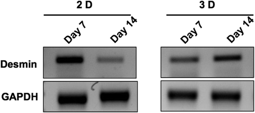 Figure 8. Agarose gel electrophoresis image of RT-PCR analysis of expression of desmin on days 7 and 14 by cardiomyocytes seeded onto 2D cultureware versus 3D collagen nanofiber scaffolds respectively. GAPDH was used as control.