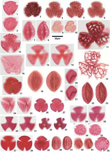 Plate 5. 1. Retibrevitricolpites ‘reciprocus’, Ozuitem 6.1 (X32,2), 2. Retibrevitricolpites ‘reciprocus’, Ozuitem 6.1 (X32,2), opposite pole, 3. Retitrescolpites cecryphalium (Leidelmeyer Citation1966) comb. nov., Ozuitem 6.1 (T32,4), 4. Retitrescolpites cecryphalium (Leidelmeyer Citation1966) comb. nov., Ozuitem 3.1 (N42,3), high focal plane, 5. Retitrescolpites cecryphalium (Leidelmeyer Citation1966) comb. nov., Ozuitem 3.1 (N42,3), mid focal plane, 6. Retitrescolpites cecryphalium (Leidelmeyer Citation1966) comb. nov., Ozuitem 3.1 (N42,3), low focal plane, 7. Retitrescolpites aff. magnus (González Guzmán Citation1967) Jaramillo & Dilcher Citation2001, Ozuitem 6.1 (W35,2), high focal plane, 8. Retitrescolpites aff. magnus (González Guzmán Citation1967) Jaramillo & Dilcher Citation2001, Ozuitem 6.1 (W35,2), low focal plane, 9. Retitrescolpites cf. ‘opitaeorum’, Okigwe B4.1 (K58,1), high focal plane, 10. Retitrescolpites cf. ‘opitaeorum’, Okigwe B4.1 (K58,1), low focal plane, 11. Retitrescolpites miriabilis sp. nov., Amaogugu 7.1 (M57,3), holotype, 12. Retitrescolpites miriabilis sp. nov., Amaogugu 7.1 (L64,3), paratype, 13. Retitrescolpites sp. 1, Ozuitem 6.1 (K60,3), 14. Retitrescolpites sp. 2, Ozuitem 6.1 (J42,4), high focal plane, 15. Retitrescolpites sp. 2, Ozuitem 6.1 (J42,4), low focal plane, 16. Retitrescolpites sp. 3, Ameke 1.1 (W38), 17. Retitrescolpites sp. 4, Ozuitem 3.1 (Q35,2), 18. Rousea florentina (González Guzmán Citation1967) Jaramillo & Dilcher Citation2001, Amaogugu 1.1 (P60,4), high focal plane, 19. Rousea florentina (González Guzmán Citation1967) Jaramillo & Dilcher Citation2001, Amaogugu 1.1 (P60,4), low focal plane, 20. Rousea heteroreticulatus (Boltenhagen Citation1976) comb. nov., Ameke 1.1 (S55,4), high focal plane, 21. Rousea heteroreticulatus (Boltenhagen Citation1976) comb. nov., Ameke 1.1 (S55,4), low focal plane, 22. Striatopollis catatumbus (González Guzmán Citation1967) Takahashi & Jux Citation1989, Amaogugu 7.1 (P37,4), high focal plane, 23. Striatopollis catatumbus (González Guzmán Citation1967) Takahashi & Jux Citation1989, Amaogugu 7.1 (P37,4), low focal plane, 24. Striatopollis sp., Okigwe B1.1 (V52,2), high focal plane, 25. Striatopollis sp., Okigwe B1.1 (V52,2), low focal plane, 26. Tricolpites clarensis (González Guzmán Citation1967) Jaramillo & Dilcher Citation2001, Amaogugu 7.1 (S56,1), high focal plane, 27. Tricolpites clarensis (González Guzmán Citation1967) Jaramillo & Dilcher Citation2001, Amaogugu 7.1 (S56,1), low focal plane, 28. Tricolpites gageonnetii (Boltenhagen Citation1976) comb. nov., Okigwe B1.1 (W42), high focal plane, 29. Tricolpites gageonnetii (Boltenhagen Citation1976) comb. nov., Okigwe B1.1 (W42), low focal plane, 30. Tricolpites multiornamentus sp. nov., Okigwe B1.1 (N41,4), holotype, high focal plane, 31. Tricolpites multiornamentus sp. nov., Okigwe B1.1 (N41,4), holotype, low focal plane, 32. Tricolpites multiornamentus sp. nov., Okigwe B1.1 (M46), paratype, high focal plane, an air bubble rests over the specimen, 33. Tricolpites multiornamentus sp. nov., Okigwe B1.1 (M46), paratype, low focal plane, an air bubble rests over the specimen, 34. Tricolpites brevicolpatus sp. nov., Okigwe B1.1 (W56), holotype, high focal plane, 35. Tricolpites brevicolpatus sp. nov., Okigwe B1.1 (W56), holotype, low focal plane, 36. Tricolpites brevicolpatus sp. nov., Okigwe B1.1 (N42,3), paratype, 37. Tricolpites sp. 1, Ameke 11.1 (V39), high focal plane, 38. Tricolpites sp. 1, Ameke 11.1 (V39), low focal plane, 39. Tricolpites sp. 2, Ozuitem 3.1 (P37,2), 40. Tricolpites sp. 3, Amaogugu 7.1 (S40,4), high focal plane, 41. Tricolpites sp. 3, Amaogugu 7.1 (S40,4), low focal plane, 42. Tricolpites sp. 4, Ozuitem 6.1 (T32,2), high focal plane, 43. Tricolpites sp. 4, Ozuitem 6.1 (T32,2), low focal plane.