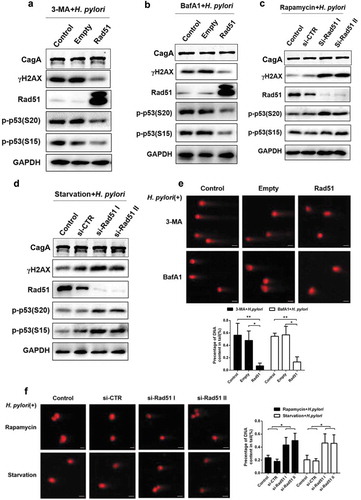 Figure 4. Rad51 is a crucial adaptor in autophagy-regulated DNA damage in response to H. pylori infection. (a, b) Representative images of Western blot analysis for γH2AX, Rad51, p-p53 (S20) and p-p53 (S15) protein levels in GES-1 cells following H. pylori infection (MOI 200) for 12 h, and transfection with Rad51 expression plasmids in the presence of autophagy inhibitor treatment (a) 3-MA or (b) BafA1. (c, d) Representative images of Western blot showing expression of γH2AX, Rad51, p-p53 (S20) and p-p53 (S15) in GES-1 cells transfected with Rad51 siRNAs, infected with H. pylori (MOI 200) for 12 h and treated with autophagy inducer (c) rapamycin or (d) starvation. (e) Comet assay showing DNA damage in GES-1 cells transfected with Rad51 expression plasmid, and then infected with H. pylori for 12 h in the presence of autophagy inhibitors 3-MA or BafA1. Scale bar, 10 μm. (f) Comet assay showing DNA damage in GES-1 cells transfected with Rad51 siRNAs, and then infected with H. pylori for 12 h in the presence of autophagy inducers rapamycin or starvation. Scale bar, 10 μm. All in vitro experiments were independently repeated three or more times. *P < .5, **P < .01.