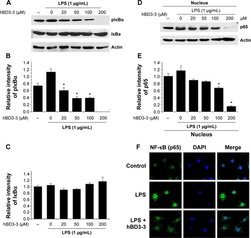 Figure 6 Effect of hBD3-3 on LPS-induced IκBα phosphorylation and p65 nuclear translocation in RAW 264.7 cells.Notes: RAW 264.7 cells were treated with the indicated concentration of hBD3-3 for 1 hour and stimulated with LPS (1 μg/mL) for 30 minutes at 37°C. (A) Western blot analysis using an anti-phospho-IκBα, anti-total IκBα, or anti-actin antibody. (B) Relative pIκBα and (C) total IκBα levels were quantified via densitometry and normalized to actin. The effect of hBD3-3 on the LPS-induced translocation of p65 subunits in RAW 264.7 cells. (D) Nuclear extracts were prepared and analyzed via Western blot analysis using anti-p65 or anti-actin antibodies. (E) Relative p65 subunit levels were quantified via densitometry and normalized to actin levels. The data are expressed as the mean ± SD from three independent experiments in each group. *P<0.05 versus the 1 μg/mL LPS-treated groups. (F) RAW 264.7 cells were treated with 50 μM hBD3-3 for 1 hour and stimulated with LPS (1 μg/mL) for 30 minutes at 37°C. Fixed cells were stained with DAPI, an anti-NF-κB p65 antibody and a fluorescein isothiocyanate-conjugated anti-rabbit IgG antibody. Images were obtained via confocal microscopy.Abbreviations: hBD3, human beta-defensin 3; LPS, lipopolysaccharide; SD, standard deviation; DAPI, 4′,6-diamidino-2-phenylindole; NF-κB, nuclear factor-kappa B; IgG, immunoglobulin G.