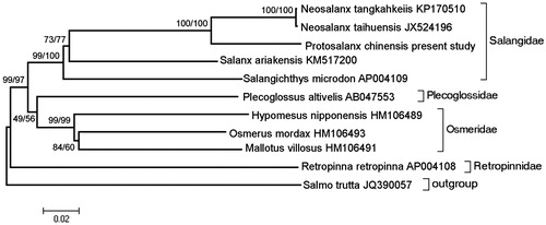 Figure 1. The phylogenetic relationship of P. tangkahkeiis with the other species using MP and NJ method with 1000 bootstrap replicates. The MP/NJ bootstrap support is indicated above the branch.