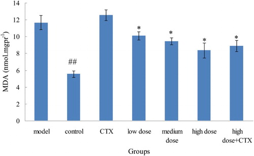 Figure 3. Effect of ABA on MDA in serum in liver tumor in mice ( ± sd, n = 10). Note: acylated blueberry anthocyanin (ABA), malondialdehyde (MDA), compared with model group, #P < .05, ## P < .01; compared with CTX group, *P < .05, ** P < .01.