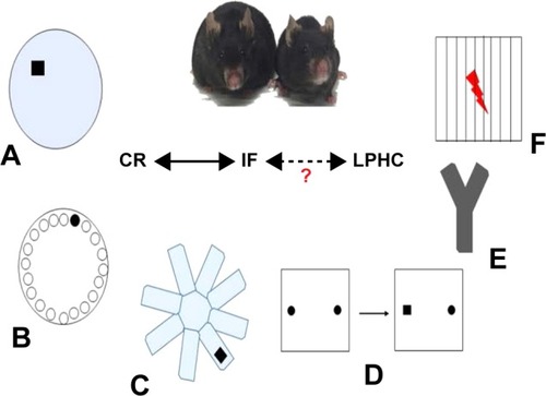 Figure 1 The most commonly used memory behavioral tests in rodents.