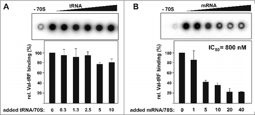 Figure 3. tRNA and mRNA binding competition with Val-tRF. (A) Radiolabeled Val-tRF was bound to H. volcanii 70S ribosomes in the absence or presence of increasing amounts of unlabeled yeast tRNA. The mean and the standard deviations of 3 independent binding competition experiments are shown underneath the dot blot. Signals measured in the absence of ribosomal particles (−70S) were subtracted from all experimental points. The added molar excess of tRNA over ribosomes is indicated below. (B) Val-tRF binding was monitored as a function of increased mRNA concentration. The mean and the standard deviations of 2 independent binding competition experiments are shown. The added molar excess of mRNA coding for r-protein L12 over ribosomes is shown. The half maximum inhibitory concentration (IC50) is given.