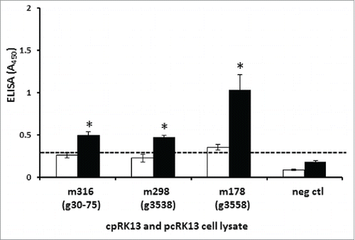 FIGURE 4. Permissibility of cpRK13 cells to brain-derived, Tg338 mouse-passaged heterozygous PRNP classical caprine scrapie prion isolates. Caprine PrPC expressing cpRK13, and plasmid control (pcRK13) cells were inoculated with brain homogenates prepared from scrapie-infected second passaged Tg338 mice inoculated with a caprine PRNP haplotype 1,1 (animal ID: g3538, m298), haplotype 2,3 (animal IDs: g30-75, m316), haplotype 1,4 (animal ID: g3558, m178) or uninoculated mouse (animal ID: m1628, neg ctl). One hundred μl of cpRK13 (black bars), or pcRK13 (open bars) cell lysate was loaded into each well (in triplicate) and relative levels of PrPSc accumulations were evaluated using a TSE ELISA kit (IDEXX). Average TSE ELISA absorbance values with corresponding standard deviations are shown in the y-axis and animal IDs are shown in the x-axis. Cut-off value for the ELISA (—) was determined as described by the manufacturer (*, P<0.01).