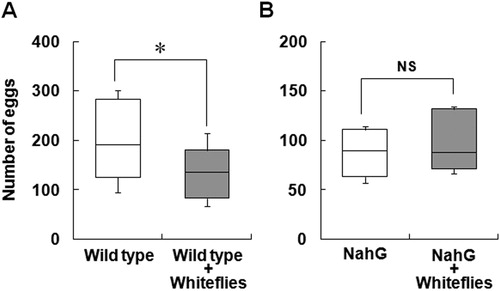 Figure 6. Effect of inoculation of tomato plants with whitefly on the preference of whitefly. The preference of whitefly for infested and uninfested plants using wild type tomato (A) and NahG transgenic tomato (B). Tomato plants were locally infested with five whiteflies using a small cage and uninfested with empty cage treatment for 3 days. After treatment, each plant was set in acrylic box (Figure 1A), and 25 whiteflies were released in the box. Numbers of eggs laid were counted after 7 days. Box plot explanation: upper horizontal line of box, 75th percentile; lower horizontal line of box, 25th percentile; horizontal bar within box, median; upper and lower lines outside the boxes, minimum and maximum values (error bars). Each test was repeated independently (A: n = 8; B: n = 6). Asterisk indicates that the data compared were significantly different (P < 0.05, Wilcoxon signed-rank test). NS indicates no significance.