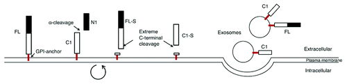 Figure 6. Schematic representation of the three different mechanisms acting concurrently to shed and release the prion protein. The first mechanism releases the N1 fragment via the α-cleavage and the second mechanism releases the FL-S and the C1-S (soluble fragments lacking the GPI-anchor) by proteolytic cleavage in the extreme C-terminal. A circular arrow represents internalization of membrane bound PrPC and recycling back to the cell surface, during which the extreme C-terminal cleavage is thought to occur. The third mechanism is a slow process that releases a GPI-anchored fraction of PrPC in association with exosomes.