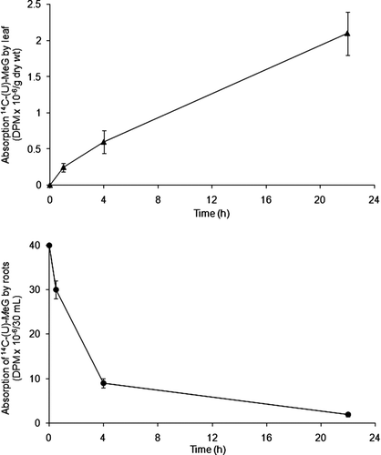 FIGURE 1 Top: Absorption of 14C-MeG through submerged foliage and by root absorption of 14C-MeG from water-culture solution (initial pH 5.6); consequently measured at 0.5 h (roots), 1 h (leaf), 4 h and 22 h. Bottom: After 4 h, roots absorbed more than 80% of 14C-MeG, and after 22 h there was practically no 14C-MeG in the water-culture solution. In both experiments, n = 3.