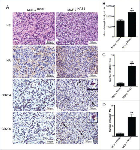 Figure 5. HA over-expressed breast cancer cells induce M2 macrophages formation in vivo. (A) Immunohistochemical analysis showing HE staining, HA expression, CD204+ macrophages, and CD206+ macrophages in tissue samples of mouse breast tumors formed by MCF-7mock cells or MCF-7HAS2 cells. (B–D) Box plots showing levels of HA, CD204+ macrophages, and CD206+ macrophages in tissue samples of tumors formed by MCF-7mock cells (n = 3) and MCF-7HAS2 cells (n = 3). Data represented are shown as mean ± s.d..*p < 0.05, **p < 0.01.