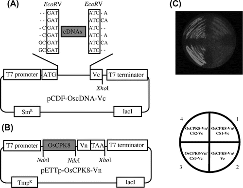 Fig. 5. BiFC screening for the detection of OsCPK8-interacting protein.Note: (A) Vectors used in the rice cDNA-Vc library. pCDF-Vc-mix vectors contain six reading frames, and cDNAs were inserted into the EcoRV site. (B) OsCPK8-Vn expression vector. pETTp-OsCPK8-Vn contains OsCPK8 fused to the N-terminal fragment of Venus (Vn) placed between the T7 promoter and the T7 terminator. TmpR, trimethoprim resistance gene; SmR, streptomycin/spectinomycin resistance gene. C, Retest of specific interaction between OsCPK8 and CS1, CS2, and CS3. pETTp-OsCPK8-Vn was co-introduced into E. coli Rosetta-gami B along with pCDF-CS1-Vc, pCDF-CS2-Vc, pCDF-CS3-Vc, or pCDF-Vc, and the transformants were streaked on nylon membranes placed on LB plates with IPTG. After 6 h, bright fluorescence, derived from BiFC, was analyzed by illumination under a stereo fluorescence microscope.