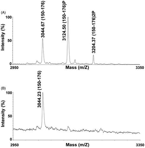 Figure 2. MALDI-TOF MS analysis of phosphorylated PCLI1 peptides. Cropped portion of the spectrum recorded for the enriched phosphopeptide mixture from the PCLI1 digest before (A) and following alkaline phosphatase treatment (B). Signals corresponding to peptide 150–176 in its doubly, singly, and non-phosphorylated forms are indicated (theor. MH+ values at m/z 3044.98, 3124.96 and 3204.94, respectively).