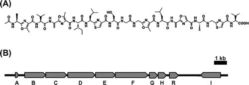 Fig. 1. Chemical structure and biosynthetic gene organization of goadsporin.Note: (A) Chemical structure of goadsporin. (B) Gene organization of goadsporin biosynthetic Gene cluster in Streptomyces sp. TP-A0584. The expression vectors of godI and godR were constructed in this study.