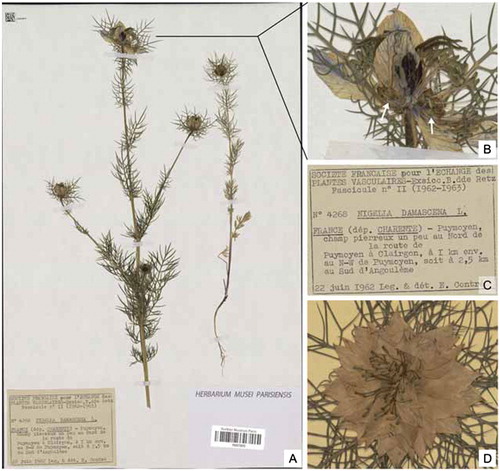 Figure 1. Herbarium material providing data about the floral morph and the collection date and locality. (A) Herbarium specimen of Nigella damascena (barcode P02575070) presenting individuals from the [P] floral morph. (B) A focus on the most mature flower. The white arrows point at two of the petals. (C) A focus on the label showing the collection number, the determination provided by the collector, the collection locality and date, and the name of the collector. (D) A flower from the [T] morph, from the specimen P00195185. Digital images of both specimens can be downloaded using the following links: http://coldb.mnhn.fr/catalognumber/mnhn/p/p02575070 and http://coldb.mnhn.fr/catalognumber/mnhn/p/p00195185.