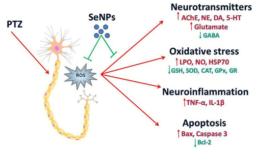 Figure 10 Schematic diagram shows the protective role of selenium nanoparticles (SeNPs) against epileptic model induced by pentylenetetrazole (PTZ).