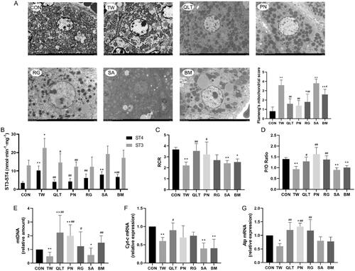 Figure 4. Qingluotongbi formula (QLT) attenuated Tripterygium wilfordii (TW)-induced mitochondrial damage. (A) Liver transmission electron micrographs and the Flameng’s mitochondrial score. (B) Mitochondrial state 3 and 4 oxygen consumption. (C, D) The respiratory control rate (RCR) and phosphorus-oxygen ratio (P/O). (E) Relative mt DNA copy number. (F, G) The mRNA levels of Cyt-c and Atp. (A) Data are presented as mean ± SD (n = 5). (B–G) Data are presented as mean ± SD (n = 8). *p < 0.05, **p < 0.01 vs. control, #p < 0.05, ##p < 0.01 vs. TW group.