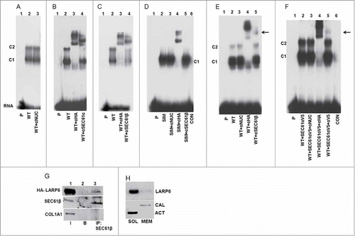 Figure 7. Identification of SEC61 in complex with LARP6 and 5’SL. (A) Control supershift assay. WT HA-LARP6 was expressed in HEK293 cells and gel shift performed with cell extract without antibody (lane 2) or with anti-nucleolin antibody added (lane 3). Lane 1 is probe alone. Migration of C1 and C2 complexes is indicated. (B) SEC61α in complex with LARP6 and 5’SL. WT HA-LARP6 was expressed in HEK293 cells and gel shift performed with cell extracts without antibody (lane 2), with anti-HA antibody added (lane 3) or with anti-SEC61α antibody added (lane 4). Lane 1 is probe alone. (C) SEC61β in complex with LARP6 and 5’SL. Experiment as in B, except anti-SEC61β antibody was added (lane 4). (D) SIM mutant does not complex with SEC61. HA-tagged SIM mutant was transfected into HEK293 cells. Gel mobility shift was done with cell extracts without antibody (lane 2), with anti-nucleolin antibody added (lane 3), with anti-HA antibody added (lane 4) or with anti-SEC61β antibody added (lane 5). Lane 1 is probe alone and lane 6 is extract of nontransfected cells. (E) SEC61β in complex with LARP6 and 5’SL in extracts of human lung fibroblasts (HLFs). WT HA-LARP6 was expressed in HLFs and gel mobility shift experiment done with extract without antibody (lane 2), with anti-nucleolin antibody added (lane 3), with anti-HA antibody added (lane 4) or with anti-SEC61β antibody added (lane 5). Lane 1 is probe alone. Arrow indicates retardation of complex caused by anti-SEC61β antibody. (F) Incorporation of V5-tagged SEC61α into complex with LARP6 and 5’SL. V5-tagged SEC61α was coexpressed with HA-tagged LARP6 and cell extracts were used in gel mobility shift without antibody (lane 2), with anti-nucleolin antibody added (lane 3), with anti-HA antibody added (lane 4) or with anti-V5 antibody added (lane 5). Supershift with anti-V5 antibody is indicated by arrow. Lane 1 is probe alone and lane 6 is extract of nontransfected cells. (G) Immunoprecipitation of transfected HA-LARP6 with SEC61 in microsomal extract. HLFs were transfected with HA-tagged LARP6 and microsomal extract prepared. The amount of HA-LARP6, SEC61β and collagen α1(I) polypeptide (COL1A1) in 5% of the input extract (I, lane 1), the amount pulled down with beads without antibody (B, lane 2) and the amount pulled down with anti-SEC61β antibody (IP, lane 3) was analyzed by western blot. (H) Co-fractionation of endogenous LARP6 with ER membranes. HLFs were fractionated by sequential detergent extraction into cytosolic fraction (SOL) and membrane fraction (MEM). The fractions were analyzed for LARP6, calnexin (CAL) and actin (ACT) by protein gel blot.