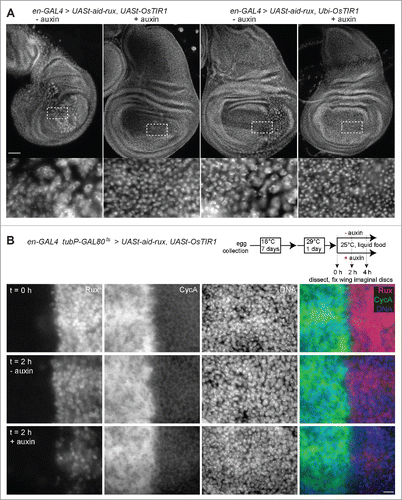 Figure 4. Aid-Rux depletion by auxin and OsTIR1 expression suppresses endoreduplication in wing discs. (A) Wing imaginal discs from third instar wandering stage larvae with en-GAL4>UASt-aid-rux and either UASt-OsTIR1 or Ubi-OsTIR1, as indicated, were fixed after development in the absence (−) or presence (+) of auxin. DNA staining revealed endoreduplicated nuclei at lower density in the posterior wing disc compartment of larvae grown in the absence of auxin. Boxed regions are shown at higher magnification in the bottom panels. The effects of aid-rux expression in the posterior compartment resulted in variable distortions of the wing imaginal discs, as evident in the example shown in the leftmost panel where the posterior compartment runs oblique across the disc. Scale bar = 50 µm. (B) Larvae with en-GAL4, tubP-GAL80ts>UASt-aid-rux, UASt-OsTIR1 were grown initially at 18°C. GAL4-mediated expression of the UASt transgenes was induced for 24 h at 29°C. Larvae were then transferred into liquid food without (- auxin) or with (+ auxin) auxin for the indicated time (hours). Wing imaginal discs were dissected and stained with anti-Rux, anti-Cyclin A and a DNA stain. Wing pouch regions with anterior and posterior compartment on the left and right side, respectively, are shown. Aid-Rux is degraded more rapidly in the presence of auxin. Scale bar = 10 µm.