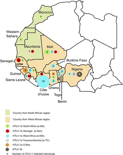 Figure 1. Geographical distribution of HTLV-1 strains in North and West Africa. The 52 HTLV-1 strains characterized were from Morocco (1), West Sahara (1), Mauritania (2), Mali (6), Senegal (3), Guinea (6), Sierra Leone (2), Côte d’Ivoire (14), Burkina Faso (2), Ghana (4), Togo (2), Benin (2), and Nigeria (7). The four strains from French Guiana are not represented on this map.