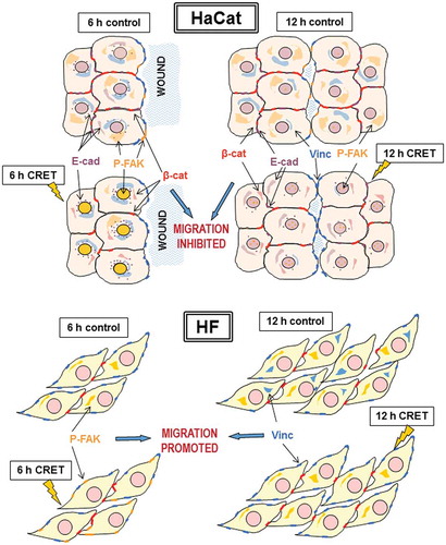 Figure 7. Protein translocation in keratinocytes (HaCaT) and fibroblasts (HF). Schematic representation of CRET-induced changes in the location of proteins involved in cell migration after 6 or 12 hours of treatment. See Discussion for detailed explanation