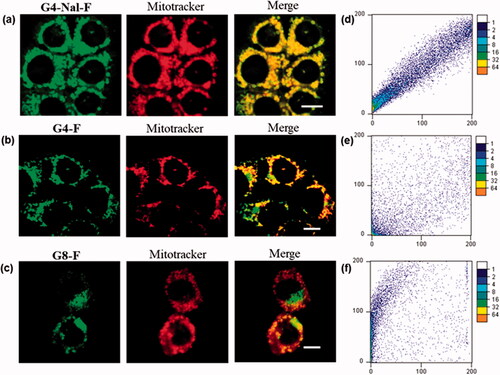 Figure 2. Mitochondrial colocalization studies using confocal laser scanning microscopy in HCT116 cells. (a) G4-NAL-F (10 μM), (b) G4-F (10 μM), and (c) G8-F (1 μM) were incubated for 30 min and then with MitoTracker (100 nM) for 30 min. Green and red fluorescence indicate localization of molecular transporter and MitoTracker, respectively. (Scale bar: 10 μm) (d–f) Scatterplots of intensities of green and red pixels from the same spots in each fluorescent image. The green intensities are used as the x-coordinate and the red intensities as the y-coordinate. The frequencies of pixels appearing in the scatterplot were distinguished by colors, and the numbers beside the bar indicate the frequency level.