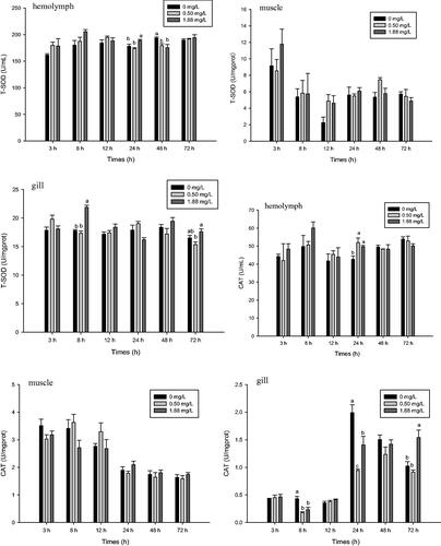 Figure 1. Effect of ammonia-N on the T-SOD and CAT activities of haemolymph, muscle and gill of M. rosenbergii. Notes: The different lowercase mean significant difference at same time (p<.05), no lowercase mean no significant differences at same time (p>.05). T-SOD: Total Superoxide Dismutase; CAT: Catalase.