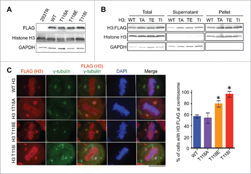 Figure 4. Mutations mimicking phosphorylation of H3 T118 lead to more accumulation of histone H3 at centrosomes. (A) Equal expression of H3:FLAG in stable 293TR cell lines expressing H3:FLAG that was wild type (WT) or with the T118A (TA), T118E (TE) or T118I (TI) substitution. (B) Fractionation showing that the H3 T118 mutants can assemble into chromatin, where “pellet” contains the chromatinized histones and “supernatant” contains the free histones. (C) Metaphase 293TR H3:FLAG cells treated with MG132. Quantitation of images, showing the percentage of cells with H3:FLAG detectable at the centrosomes (n = 50 cells per cell line). Error bars represent SD of the mean (SDM). * significant difference from the wild type, p < 0.05 calculated with Student t-test.