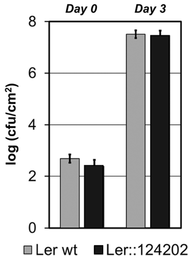 Fig. 5 124202 does not affect Pst DC3000 growth in Ler plants.Quantification of Pst DC3000 growth in Arabidopsis. Four-week-old wild type Ler and eGFP-124202ΔSP syringe infiltrated with Pst DC3000 (OD600 = 0.0001) carrying the empty vector. Bacterial growth was measured 3 days post-inoculation (cfu: colony forming unit). For each set of conditions, the results from one representative experiment are given (similar results were obtained in three independent trials). Shown are the means and standard errors calculated from three biological replicates.