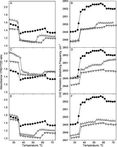 Figure 3.  FTIR temperature profiles of DEPE:peptide mixtures. Temperature-dependent changes in the intensity band ratio of the carbonyl stretching modes (A, C, E) and in the frequency of the CH2 symmetric stretching (B, D, F) observed in the FTIR spectra shown by peptide-free (closed circles), and P4 (A, B), P6 (C, D), P7 (E, F) peptide-containing DEPE phospholipid bilayers at 45:1 (inverted gray triangles) and 10:1 (open triangles) lipid:peptide molar ratio.