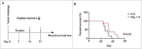 Figure 7. δ-Catenin peptide vaccines prolonged the survival time of mice after tumors were resected (A) Experimental design of the therapeutic model for examining the functions of δ-Catenin peptide vaccines in vivo. (B) Death of mice in Fig. 7A were recorded and survival curves were drawn.