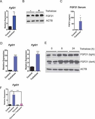 Figure 4. Trehalose induces hepatocyte FGF21 expression. (A) Fgf21 mRNA accumulation in mice treated with trehalose for 24 h with 3% trehalose water ad libitum (n = 5 mice per group). (B) Hepatic FGF21 protein in livers of mice treated with or without 3% trehalose water ad libitum (n = 5 mice per group). ACTB is used as a loading control. (C) FGF21 ELISA showing circulating FGF21 levels in wild-type mice in response to sterile water or 3% trehalose water. (D) Fgf21 mRNA accumulation in primary hepatocytes (left) and AML12 mouse hepatocytes (right) treated with or without trehalose for 24 h. (E) FGF21 immunoblot showing increased FGF21 peptide in primary hepatocytes treated with or without trehalose from 8–24 h. (F) Fgf21 mRNA accumulation in primary hepatocytes treated with or without trehalose in the presence or absence of 5 mM pyruvate. * P < 0.05, *** P < 0.001, **** P < 0.0001 versus control by Student’s T-test with Bonferroni-Dunn post-hoc correction for multiple tests.