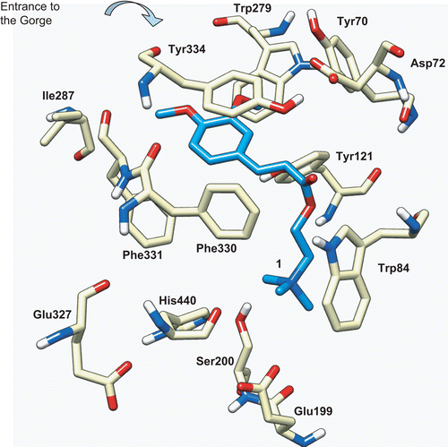 Figure 5.  Docking of compound 1 (blue) into the active site of TcAChE (PDB entry 1ACL). The catalytic triad is formed by Ser200, His440, and Glu327, the CAS is formed by Trp84, Phe330, and Glu199, and the PAS located at the entrance of the gorge is formed by Trp279, Tyr70, and Asp72.