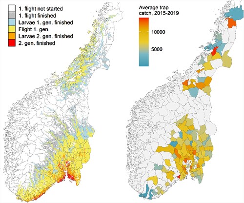 Figure 5. Left: Median developmental potential of local Ips typographus populations in the main Picea abies-growing areas of Norway during the years 2015–2019, modelled using accumulated daily temperature sums (Lange et al. Citation2006). Right: Average I. typographus trap count per municipality for the years 2015–2019. Trap data is from the Norwegian bark beetle monitoring program. Municipalities with grey color were not sampled during the 5-year period.