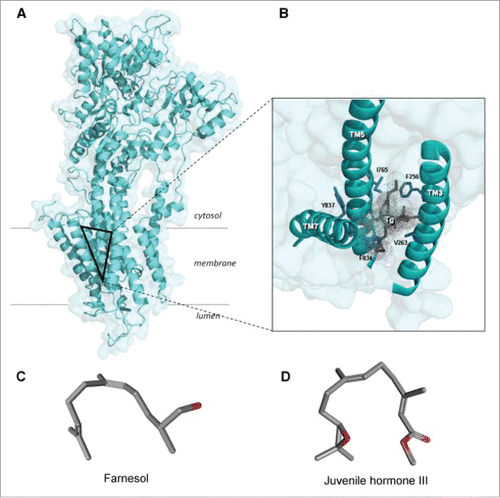 Figure 6. 3-Dimensional view of the SERCA1a and its thapsigargin-binding site (the triangle in A). Thapsigargin (Tg) is a sesquiterpenoid. B. Tilted and enlarged view of the Tg-binding site. From Vandecaetsbeek et al. (2011)Citation16 (Open access). C and D: both farnesol and its ester Juvenile Hormone III are horseshoe-shaped endogenous sesquiterpenoids (From Pubchem: https://pubchem.ncbi.nlm.nih.gov/compound database With thanks).